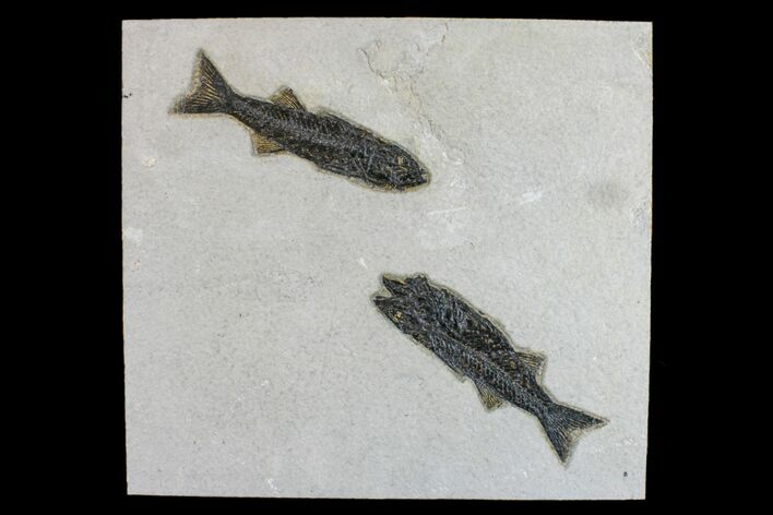 Two Black, Fossil Fish (Mioplosus) - Wyoming #163537